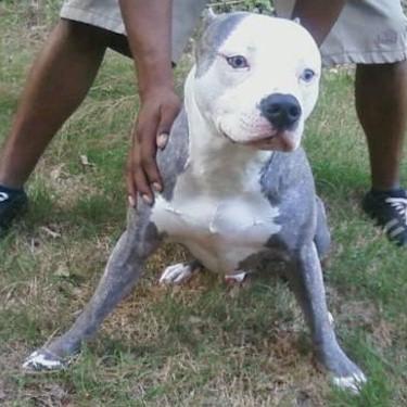 Shivers Blue The Eloquent One Pit Bull.jpg